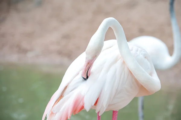 Flamingo Ordförande — Stockfoto