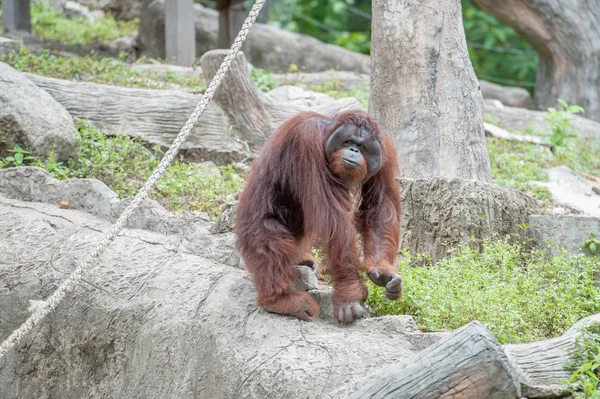 Orangután — Foto de Stock