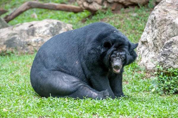 Oso negro asiático — Foto de Stock