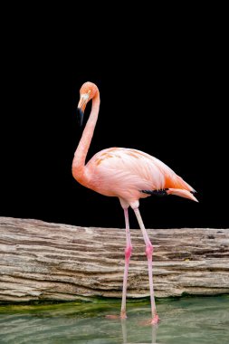 Flamingo kuşu