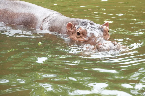 Hippopotamus — Stock Photo, Image