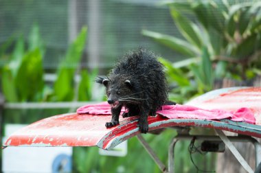 Binturong