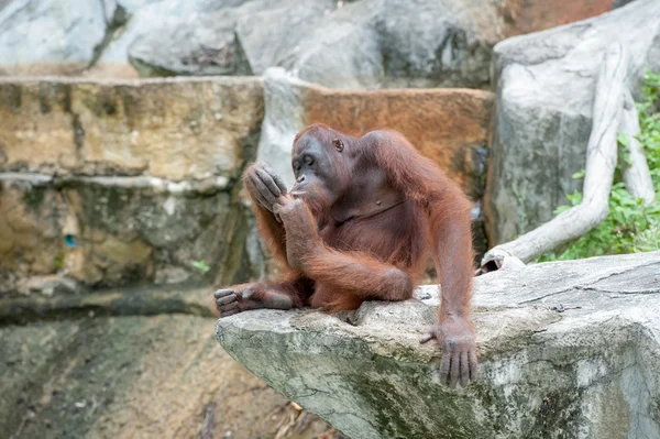 Orangután — Foto de Stock