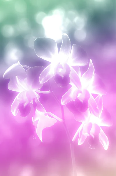 美しい花 — ストック写真