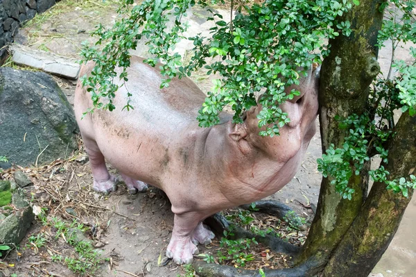 Hippo — Stock Photo, Image