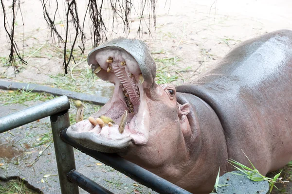 Hippopotamus — Stock Photo, Image