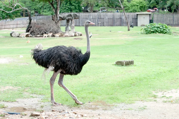 Ostrich — Stock Photo, Image