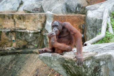 orangutan