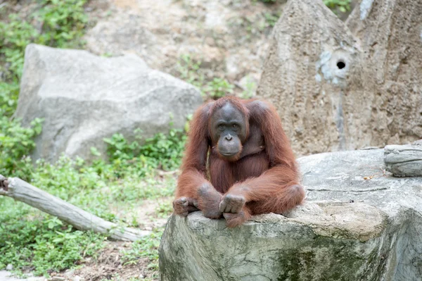 Orangután — Foto de Stock