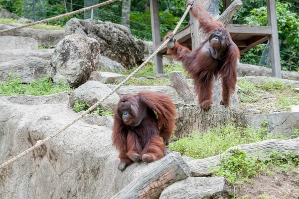 Orangután — Foto de Stock