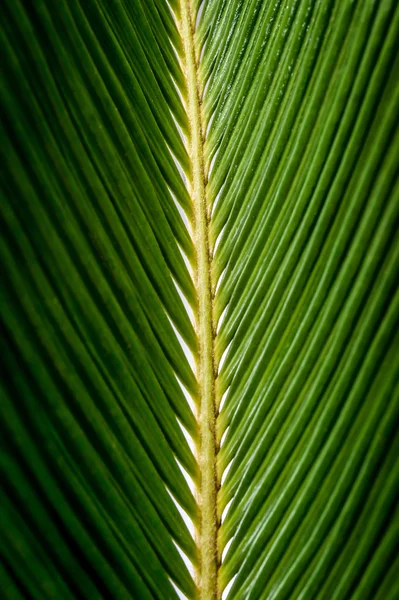 Hoja verde — Foto de Stock