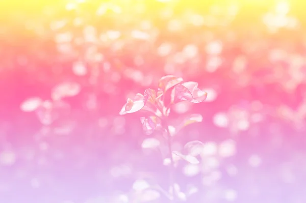 色で作られた美しい花 — ストック写真