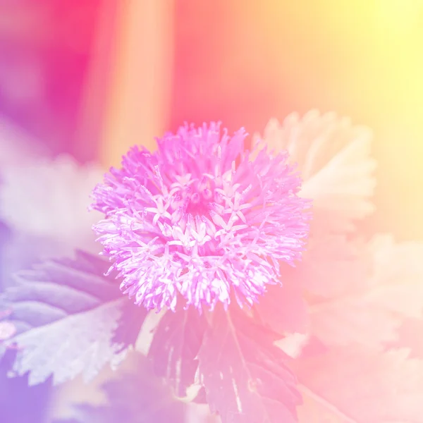 色で作られた美しい花 — ストック写真