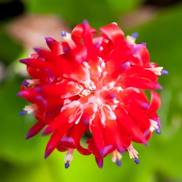 Una hermosa flor roja —  Fotos de Stock