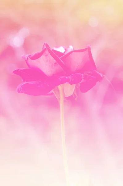 Bellissimi fiori fatti con il colore — Foto Stock