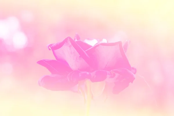 Renk ile yapılan güzel çiçekler — Stok fotoğraf