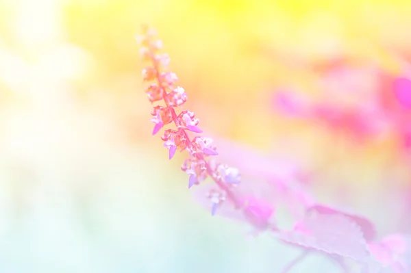 Hermosas flores hechas con filtros de color —  Fotos de Stock