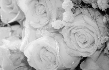 taze roseson siyah ve beyaz, seçici f buket yakın çekim