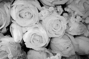 taze roseson siyah ve beyaz, seçici f buket yakın çekim