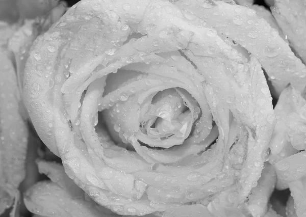 Närbild av bukett av färska roseson svart och vitt, selektiv f — Stockfoto