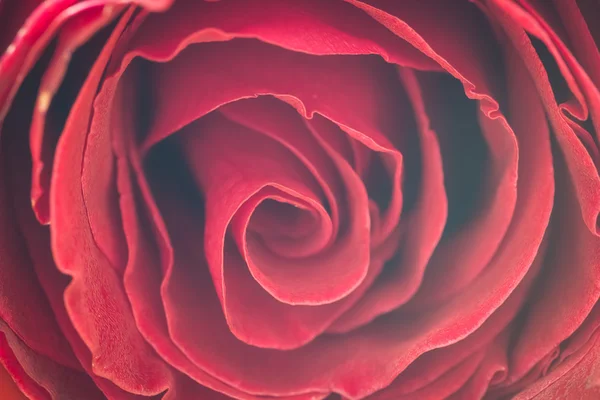 Nahaufnahme frischer Rosen, selektiver Fokus — Stockfoto
