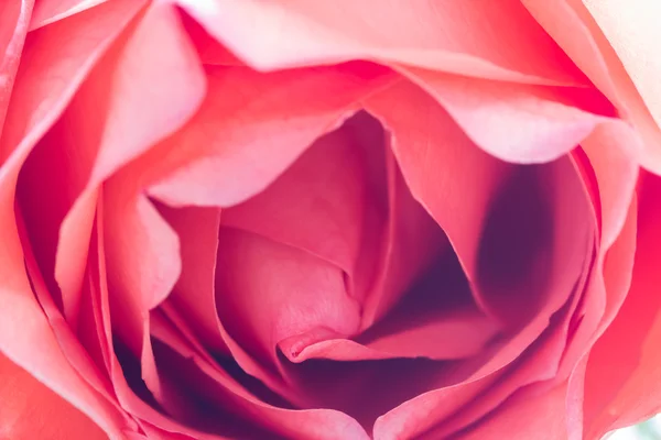 Primer plano de rosas frescas, enfoque selectivo — Foto de Stock