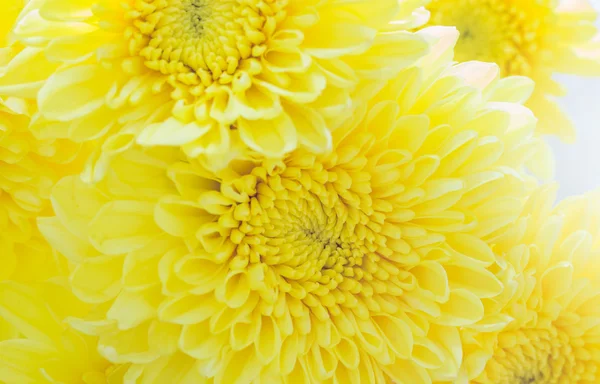 Gros plan de Chrysanthème frais, mise au point sélective — Photo