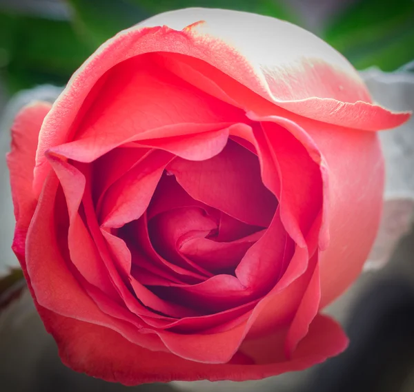 Primer plano de rosas frescas, enfoque selectivo — Foto de Stock