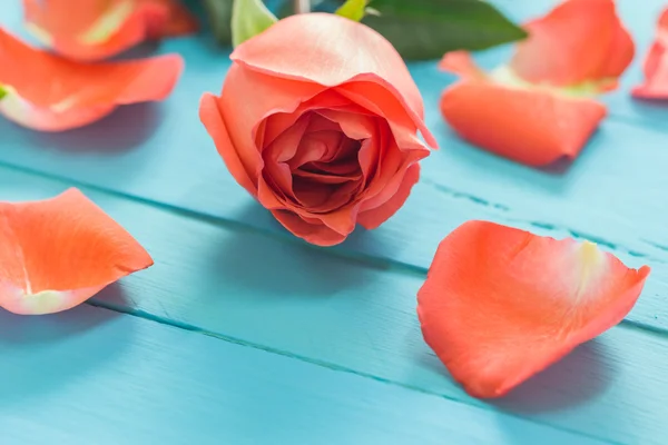 Ολόφρεσκα τριαντάφυλλα σε μπλε ξύλου, επιλεκτική εστίαση σε κοντινό πλάνο — Φωτογραφία Αρχείου