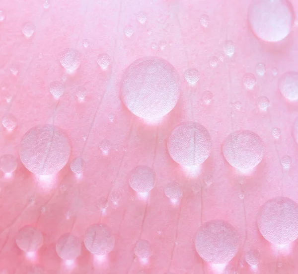 Gros plan goutte d'eau sur pétale rose, mise au point sélective — Photo