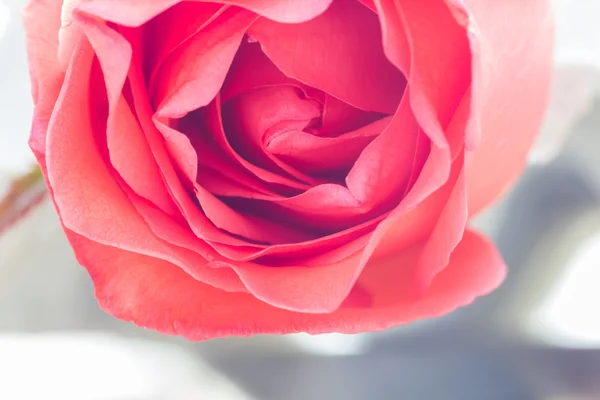 Primer plano de rosas frescas, enfoque selectivo — Foto de Stock