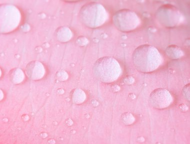 pembe petal, seçici odak üzerinde su damlası kadar kapatın