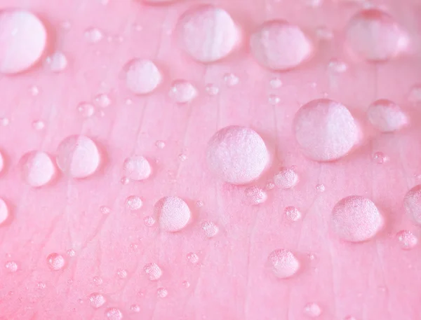 Primo piano goccia d'acqua sul petalo rosa, messa a fuoco selettiva — Foto Stock