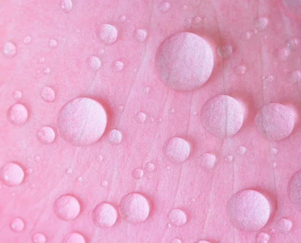 Primo piano goccia d'acqua sul petalo rosa, messa a fuoco selettiva — Foto Stock
