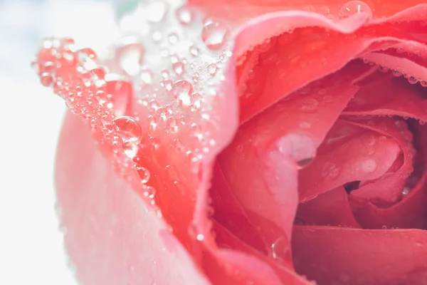 Крупним планом свіжа троянда з краплями води, селективний фокус — стокове фото