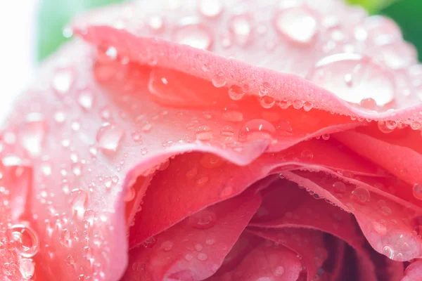 Primer plano de rosa fresca con gota de agua, enfoque selectivo — Foto de Stock