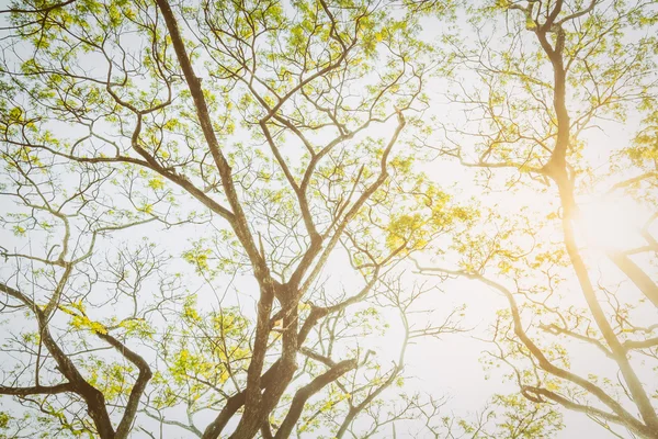 Árvore e ramo quando você olha para cima. Parece natural e... — Fotografia de Stock