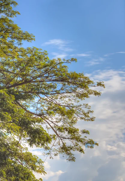 Bela árvore e nuvens feitas por hdr technic — Fotografia de Stock