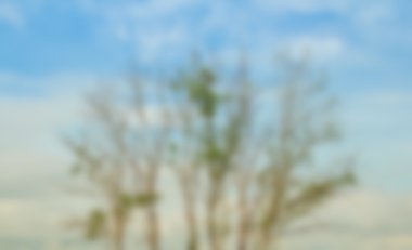 soyut bulanıklık ve ağaç, yaz yatay etkisi bulanıklık ve 