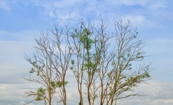 Tree and clouds