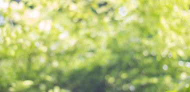 Ağaç renk arka plan için soyut Bokeh