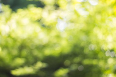 Ağaç renk arka plan için soyut Bokeh