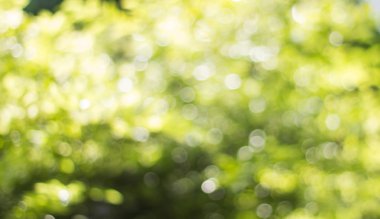 Ağaç renk arka plan için soyut Bokeh