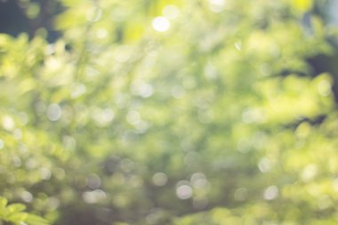 Ağaç renk arka plan için soyut Bokeh