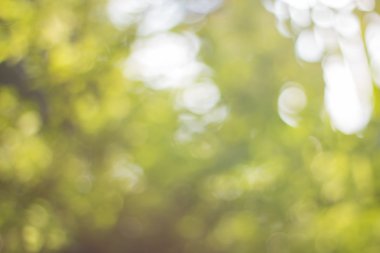 Ağaç renk arka plan için soyut Bokeh