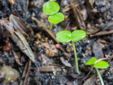 Topraktaki küçük yeşil fide