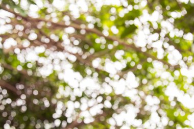 Ağaç renk arka plan için soyut Bokeh