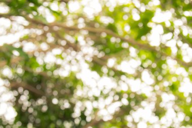 Ağaç renk arka plan için soyut Bokeh