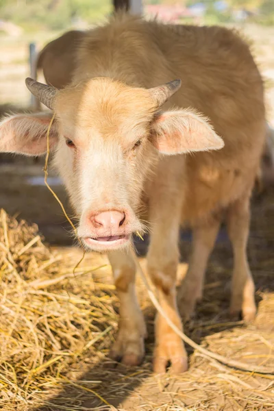 Albino buffalo (Pink buffalo) chewing gras — Stock Photo, Image