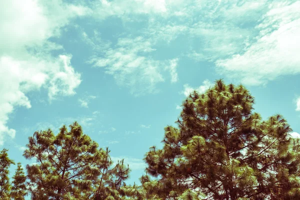 Pinheiro e céu azul, tonificação vintage — Fotografia de Stock